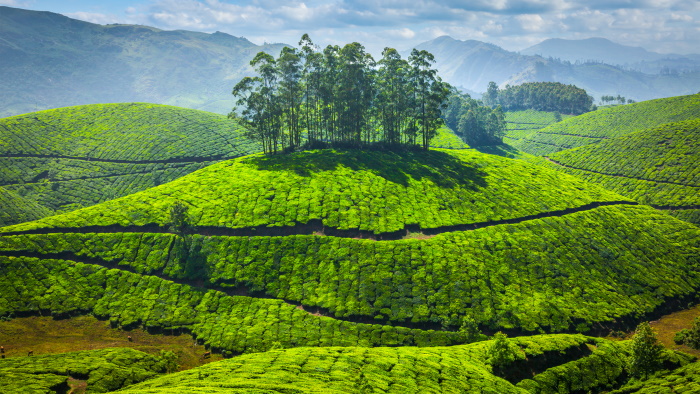 Teeplantaasi Intiassa