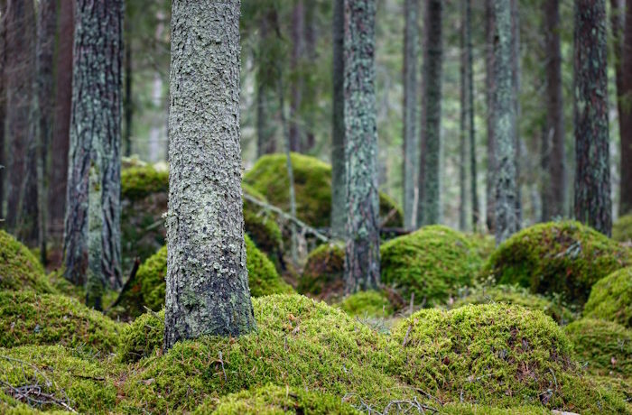 Kuva: Adobe Stock. Pääasiassa kompostista ja puutuhkasta koostuva lannoite sopii mainiosti suomalaisen metsän lannoittamiseen.