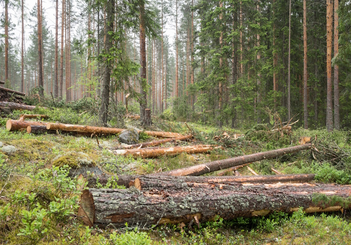 Kuva: Adobe Stock. Metsäteollisuuden yhtiöillä on vielä tekemistä, jotta ne olisivat valmiita EU:n biodiversiteettilainsäädännön vaatimuksiin.