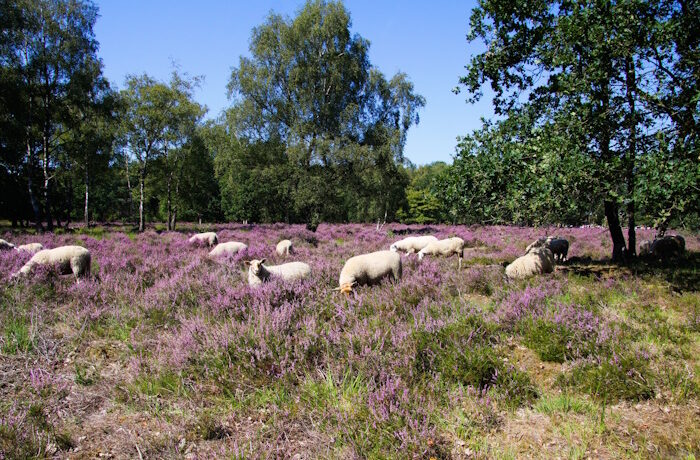 Kuva: Adobe Stock. Perinneympäristöjen laiduntaminen on yksi toimenpiteistä, joilla voi ennallistaa luonnon monimuotoisuutta.