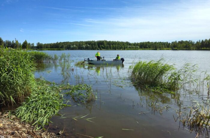 Vaasan Eteläinen Kaupunginselkä on hyvin ruovikoitunut. Alueen niitto parantaa myös veden vaihtuvuutta.