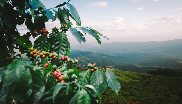 Kuva: Adobe Stock. Suomalaisten ostaman kahvin tuotannolla on luontohaittavaikutuksia toisella puolella maailmaa.