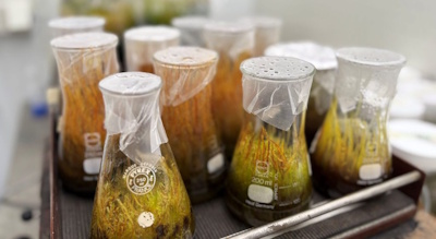 Kuva: Kaisa Lehosmaa. Tutkijat kasvattavat vedenpuhdistajasammaleita ja niiden mikrobikumppaneita Oulun yliopiston kliimahuoneessa.