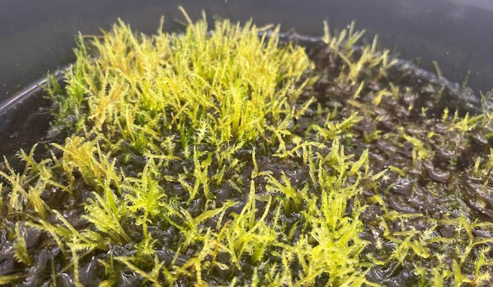 Kuva: Kaisa Lehosmaa. Tutkijat yllättyivät havaittuaan, että nevasirppisammal viihtyi metallipitoisessa ja erittäin happamassa vedessä mainiosti.