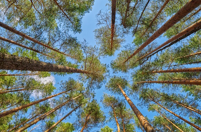 Kuva: Adobe Stock. Itäsuomalaiset ammattikorkeakoulut yhdistävät voimansa puurakentamisen edistämiseksi.
