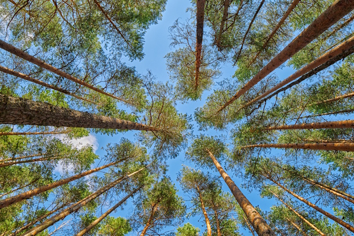 Kuva: Adobe Stock. Itäsuomalaiset ammattikorkeakoulut yhdistävät voimansa puurakentamisen edistämiseksi.