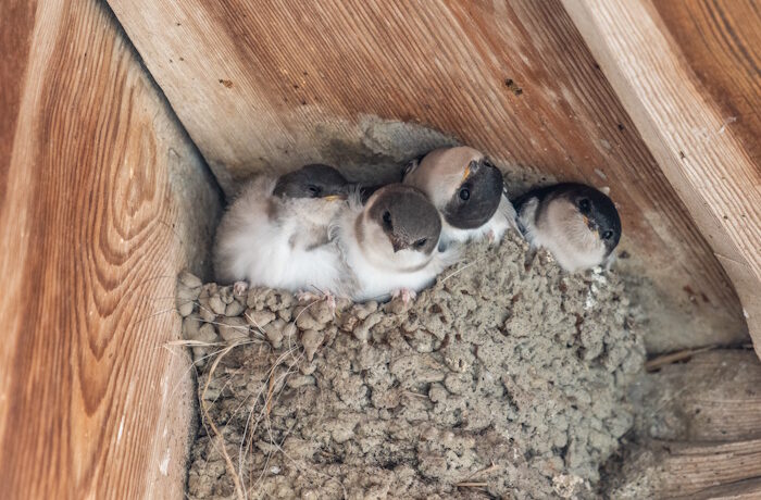 Kuva: Adobe Stock. Elintarviketuotannon suurimmat luontovaikutukset syntyvät usein alkutuotannossa. Maatilat osallistuvat jo monin tavoin yhteistyöhön elintarvikeyritysten kanssa, jotta ruoantuotannon positiiviset luontovaikutukset vahvistuisivat. Esimerkiksi Arlan maitotiloilla edistetään pääskysten pesintää.